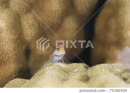 石垣島石垣蛙窩③ 石垣島石垣蛙窩③ 75380509