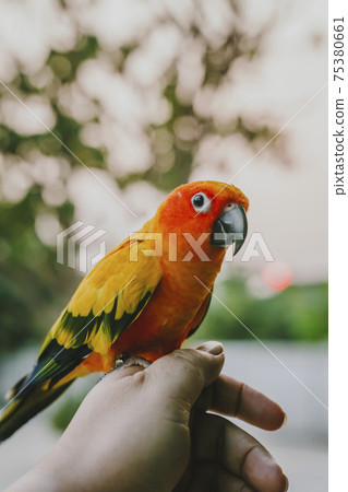Adorable sun conure parrots on hand 75380661