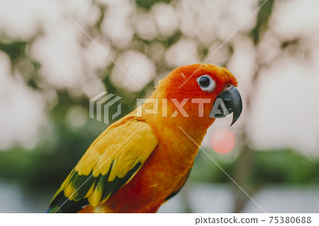 Adorable sun conure parrots on hand 75380688