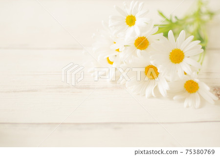 Margaret on a white wooden floor Margaret on a white wooden floor 75380769