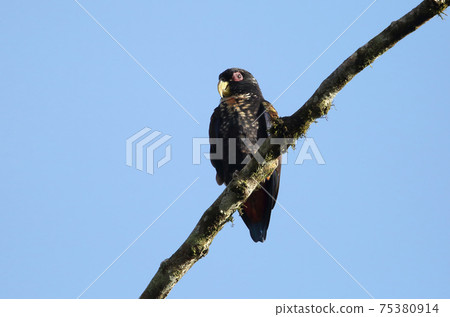 Bronze-winged dog 75380914