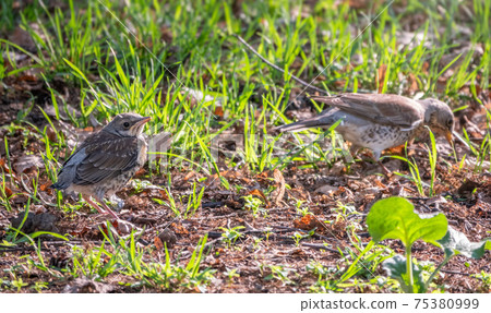 Thrush fieldfare, Turdus pylaris, feeds the chick with earthworms on the ground. An adult chick left the nest but his parents continue to take care of him. 75380999