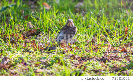 A fieldfare chick, Turdus pilaris, has left the nest and sitting on the spring lawn. A fieldfare chick sits on the ground and waits for food from its parents. 75381001