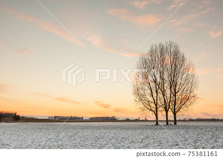 three trees in the snow 75381161