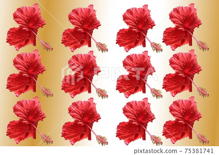 Hibiscus of Tropical country Hibiscus of Tropical country 75381741