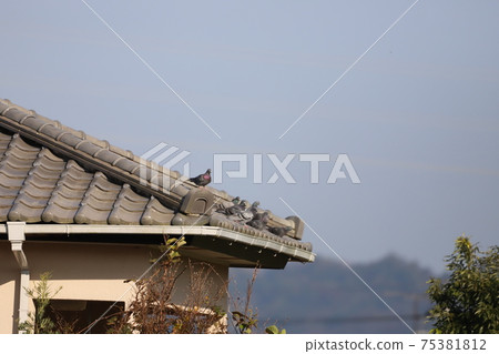 Dove on the roof 75381812