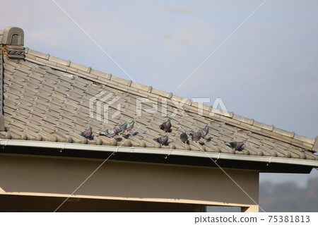 Dove on the roof Dove on the roof 75381813