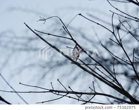 Bagworms hanging on dead branches 3 Bagworms hanging on dead branches 3 75382075