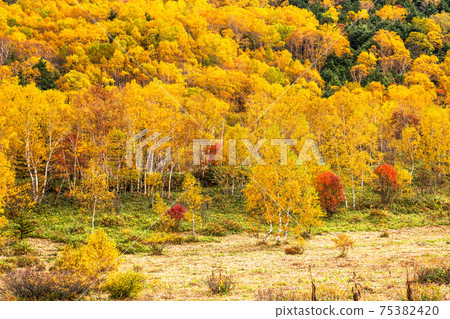 《Nagano Prefecture》 Autumn Shiga Kogen / Yellow leaves 《Nagano Prefecture》 Autumn Shiga Kogen / Yellow leaves 75382420