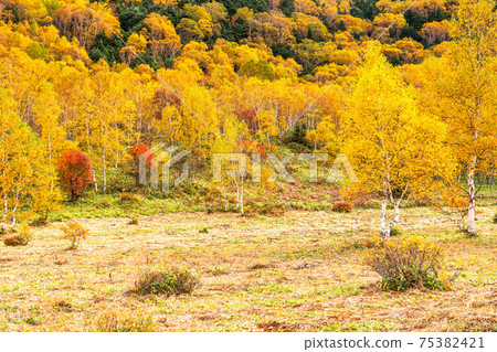 《Nagano Prefecture》 Autumn Shiga Kogen / Yellow leaves 《Nagano Prefecture》 Autumn Shiga Kogen / Yellow leaves 75382421