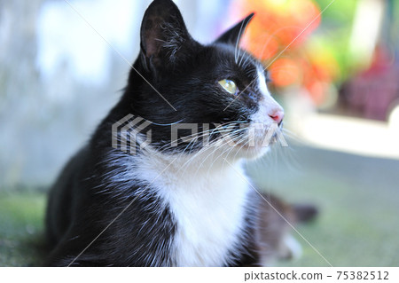 新北市,瑞芳區,侯硐,猴硐貓村,可愛動物,貓,動物,貓咪,寵物 新北市,瑞芳區,侯硐,猴硐貓村,可愛動物,貓,動物,貓咪,寵物 75382512