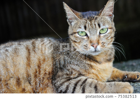 新北市,瑞芳區,侯硐,猴硐貓村,可愛動物,貓,動物,貓咪,寵物 新北市,瑞芳區,侯硐,猴硐貓村,可愛動物,貓,動物,貓咪,寵物 75382513