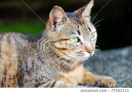 New Taipei City, Ruifang District, Houtong, Houtong Cat Village, cute animals, cats, animals, cats, pets 75382515