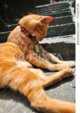 新北市,瑞芳區,侯硐,猴硐貓村,可愛動物,貓,動物,貓咪,寵物 新北市,瑞芳區,侯硐,猴硐貓村,可愛動物,貓,動物,貓咪,寵物 75382516