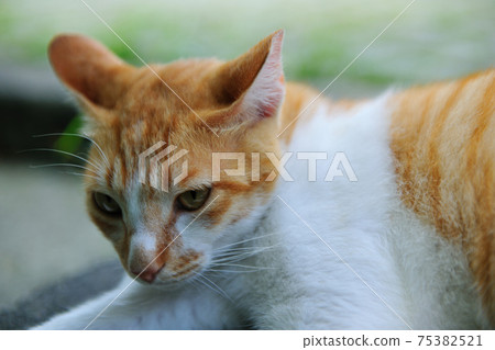 新北市,瑞芳區,侯硐,猴硐貓村,可愛動物,貓,動物,貓咪,寵物 新北市,瑞芳區,侯硐,猴硐貓村,可愛動物,貓,動物,貓咪,寵物 75382521