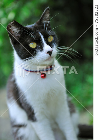 新北市,瑞芳區,侯硐,猴硐貓村,可愛動物,貓,動物,貓咪,寵物 新北市,瑞芳區,侯硐,猴硐貓村,可愛動物,貓,動物,貓咪,寵物 75382523