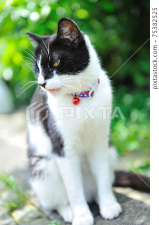 新北市,瑞芳區,侯硐,猴硐貓村,可愛動物,貓,動物,貓咪,寵物 新北市,瑞芳區,侯硐,猴硐貓村,可愛動物,貓,動物,貓咪,寵物 75382525