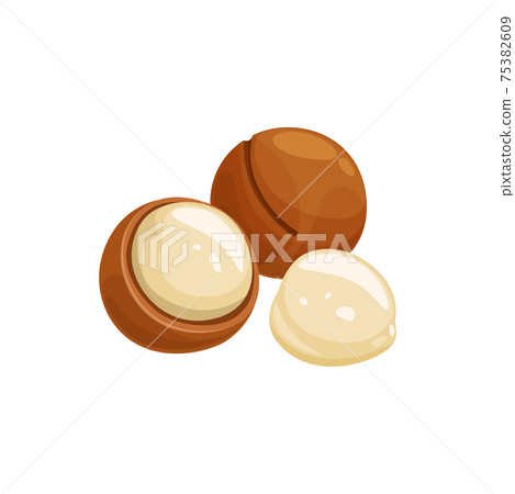 Maroochi bauple or macadamia nuts in shell isolate 75382609
