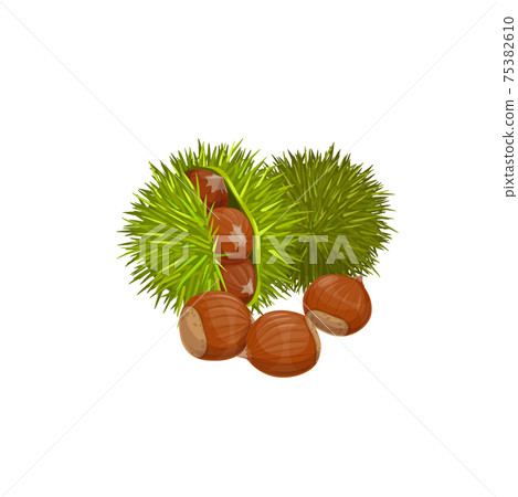 American chestnut isolated edible super food snack 75382610