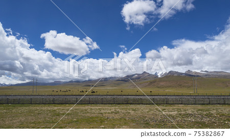 Cows grazing on alpine farm 75382867