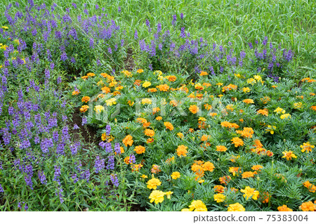 Image of Marigolds and angelonia