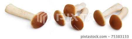 honey fungus mushrooms isolated on white background with clipping path and full depth of field. Set or collection honey fungus mushrooms isolated on white background with clipping path and full depth of field. Set or collection 75383133