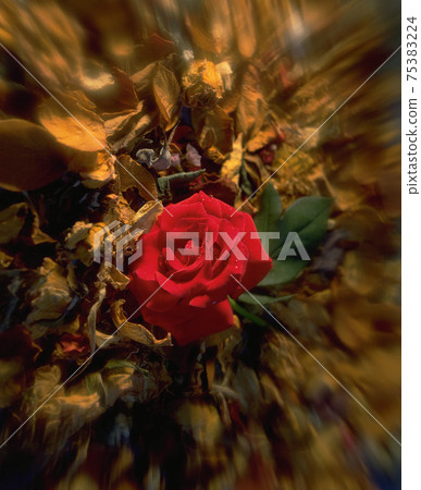 玫瑰花,玫瑰,花瓣,花卉,花藝 75383224