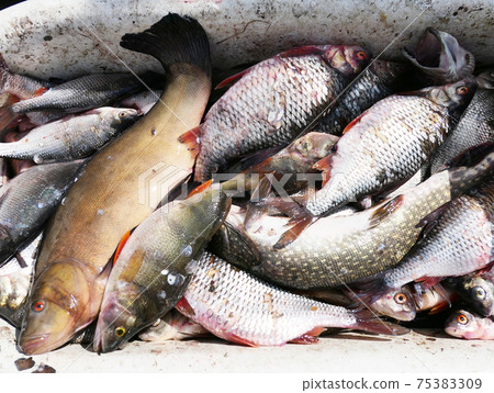 Fresh fish Fresh fish 75383309