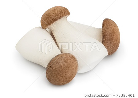 King Oyster mushroom or Eringi isolated on white background with clipping path and full depth of field. King Oyster mushroom or Eringi isolated on white background with clipping path and full depth of field. 75383401