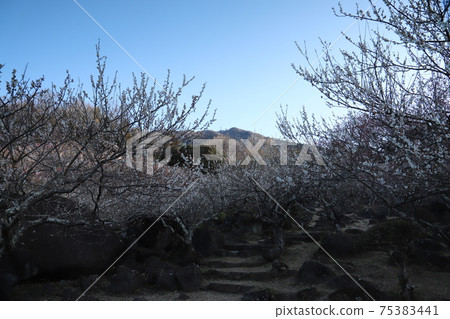 筑波山梅林 筑波山梅林 75383441