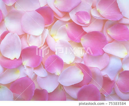 Rose petals, flowers, floral, still life Rose petals, flowers, floral, still life 75383584