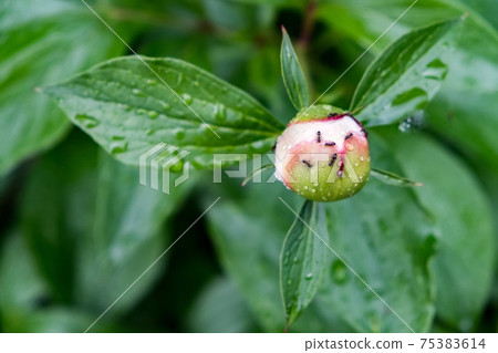 Ants crawling on bud of flower in garden 75383614