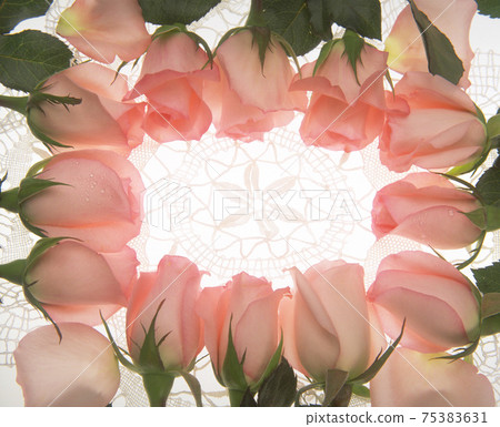 玫瑰花,玫瑰,花瓣,花卉,花邊 75383631