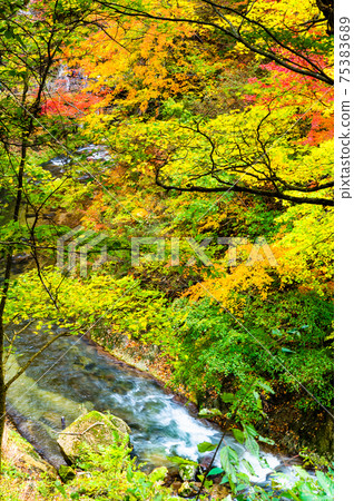 Naruko Gorge in autumn colors in Miyagi Prefecture (view from the promenade) 75383689