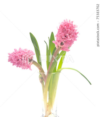 Hyacinth, colorful daffodils, petals, flowers, floral 75383702