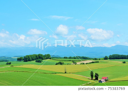 Hokkaido summer blue sky Hill of Biei 75383769