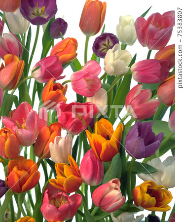 鬱金香,荷蘭,花瓣,花卉,花藝 75383807