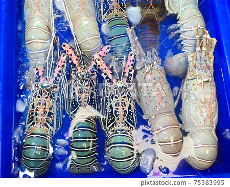 Raw fresh lobsters 75383995