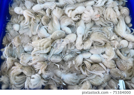 Raw fresh octopuses 75384000