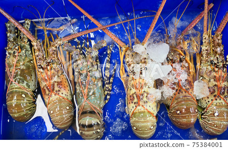 Fresh raw lobsters Fresh raw lobsters 75384001
