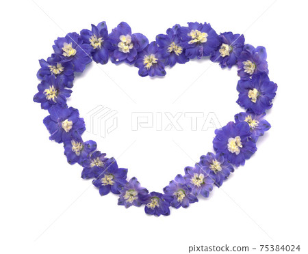 紫羅蘭,草紫羅蘭,牆之花,情之花,花卉,花藝,愛心 75384024