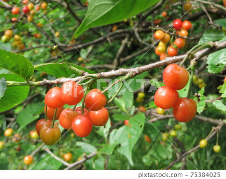 菜園裡的櫻桃 75384025