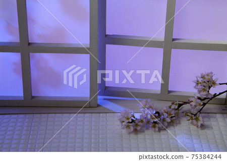 晚上室內賞櫻花 晚上室內賞櫻花 75384244