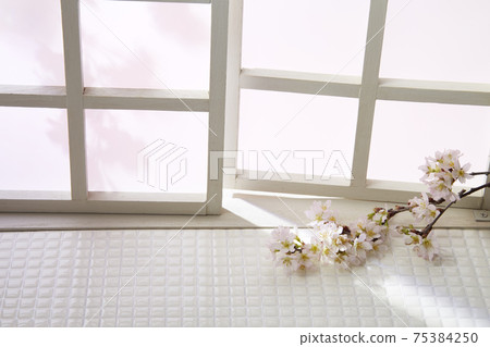 在家觀賞室內櫻花 在家觀賞室內櫻花 75384250