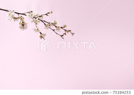 在家觀賞室內櫻花 在家觀賞室內櫻花 75384253