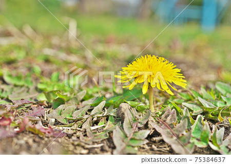 黃色的蒲公英花在公園裡 黃色的蒲公英花在公園裡 75384637