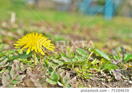 Yellow dandelion flowers in the park Yellow dandelion flowers in the park 75384639