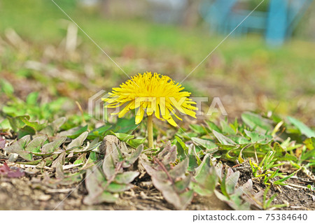 Yellow dandelion flowers in the park Yellow dandelion flowers in the park 75384640