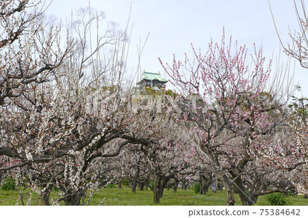 Osaka Castle plum forest Osaka Castle plum forest 75384642