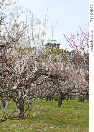 大阪城堡梅花森林 75384646